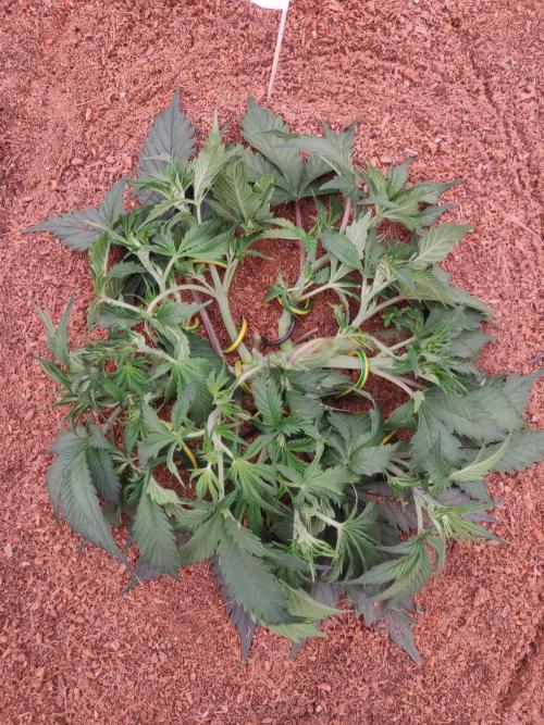 Frostbanger FB 23-11-25. Week 4 - 19-12