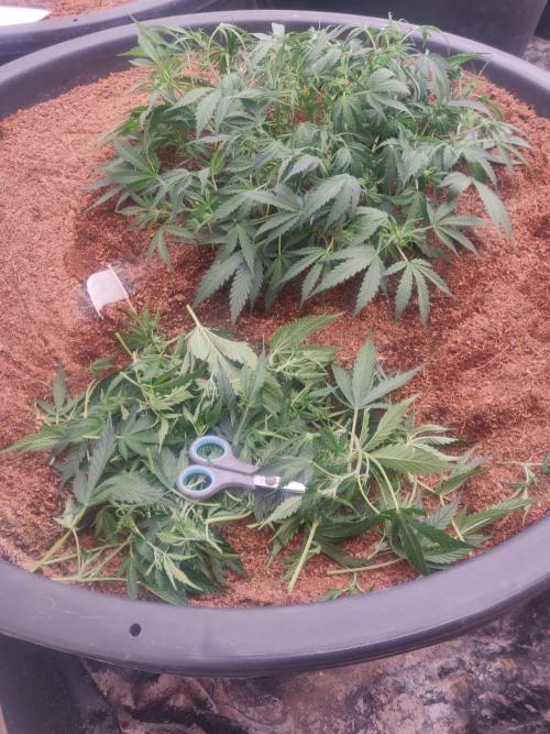 Amnesia Zkittels. Week 5 - 20-12 