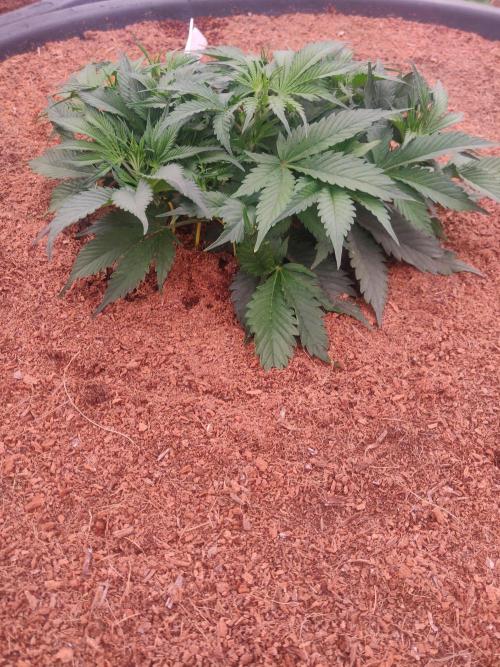 Frostbanger FB 23-11-25. Week 5 - 21-12 300 ltr