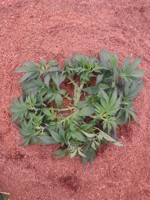 Frostbanger FB 23-11-25. Week 5 - 21-12 300 ltr