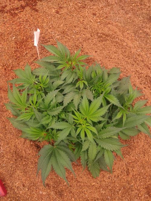 Frostbanger FB 23-11-25. Week 5 - 21-12 300 ltr