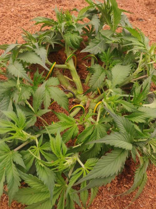 Frostbanger FB 23-11-25. Week 5 - 21-12 300 ltr