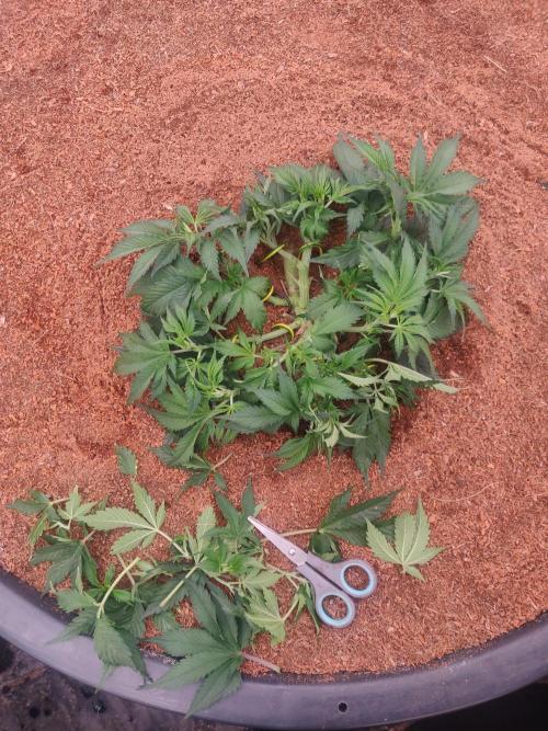 Frostbanger FB 23-11-25. Week 5 - 21-12 300 ltr