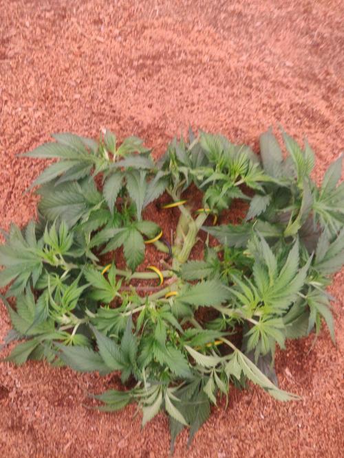 Frostbanger FB 23-11-25. Week 5 - 21-12 300 ltr