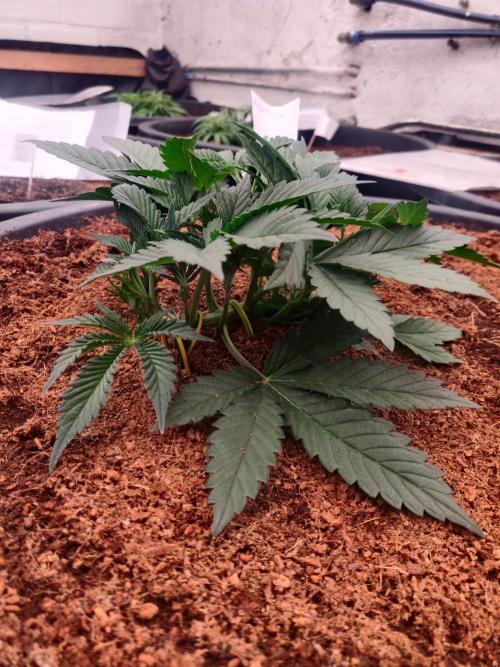 Frostbanger FB 23-11-25. Week 5 - 18-12 65 ltr