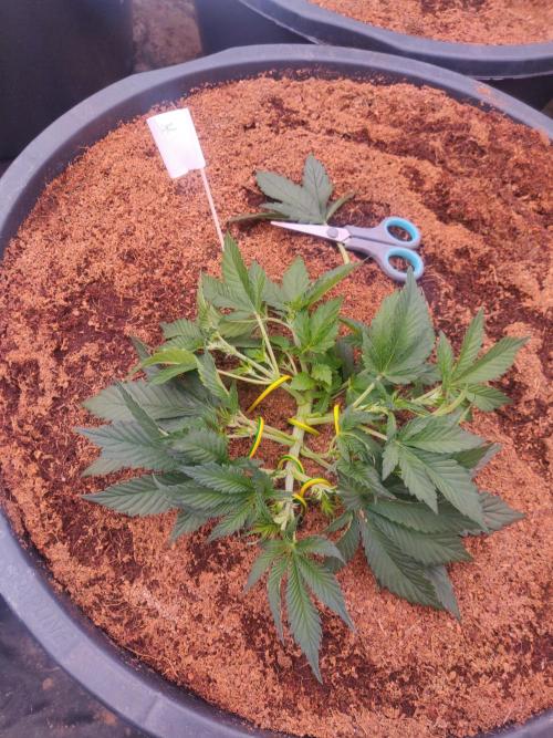 Frostbanger FB 23-11-25. Week 5 - 18-12 65 ltr