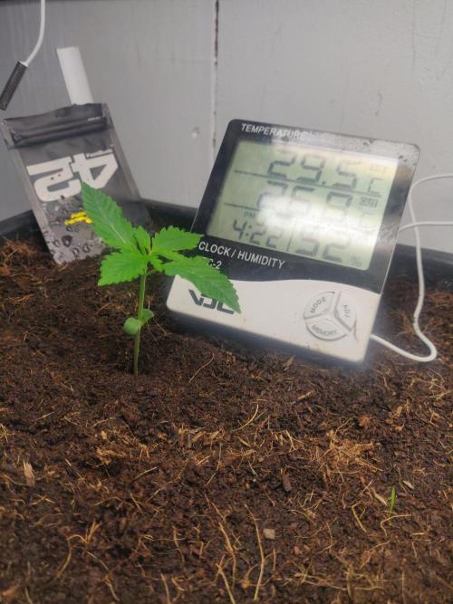 Amnesia zkittels FB 11-12-25. Week 2 - 21-12