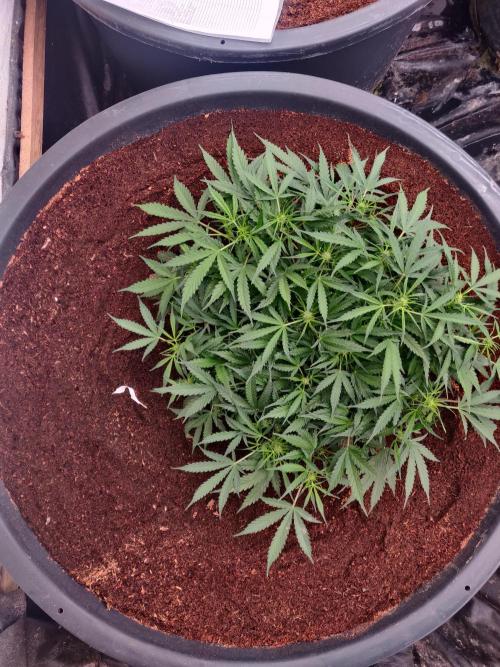 Amnesia Zkittels. Week 6 - 23-13