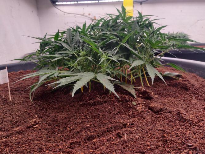 Amnesia Zkittels. Week 6 - 23-12