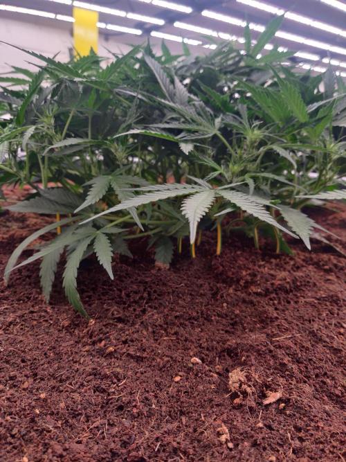 Amnesia Zkittels. Week 6 - 23-12