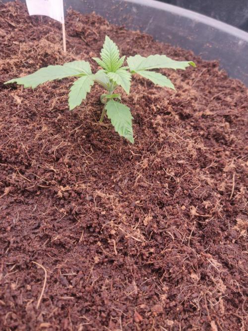 Frostbanger FB 11-12-25. Week 2 - 23-12 50 Ltr