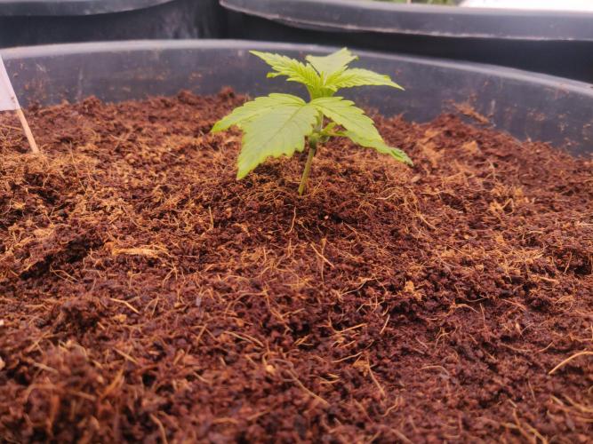 Frostbanger FB 11-12-25. Week 2 - 23-12 50 Ltr