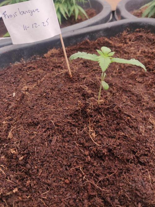 Frostbanger FB 11-12-25. Week 2 - 23-12 18 ltr today into the bloom room 