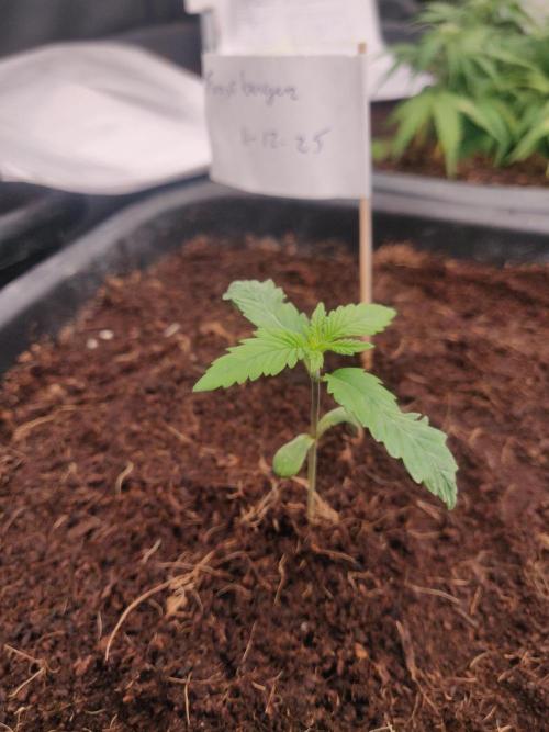 Frostbanger FB 11-12-25. Week 2 - 23-12 18 ltr today into the bloom room 