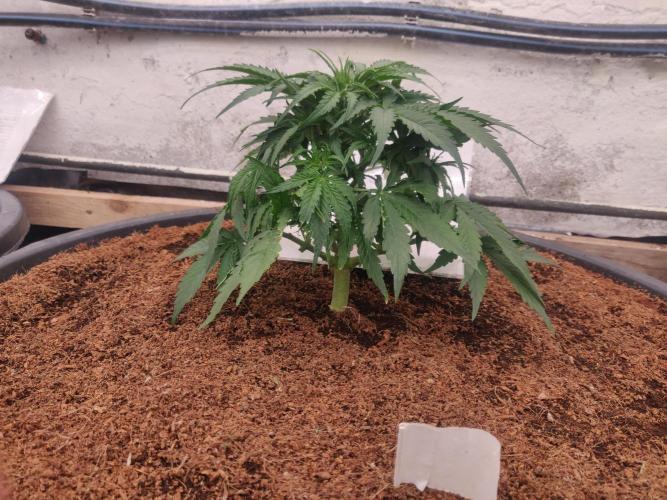 Gaia F1 65 Ltr. Week 3 - 23-12