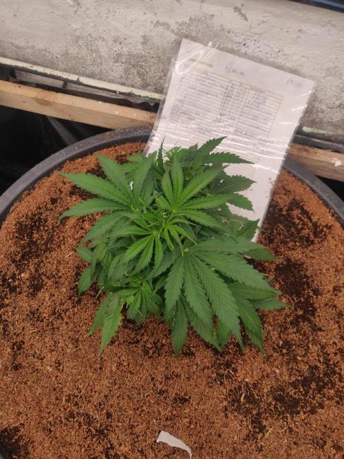 Gaia F1 65 Ltr. Week 3 - 23-12