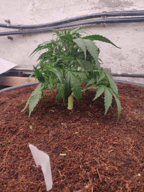 Gaia F1 65 Ltr. Week 3 - 23-12