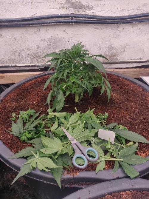 Gaia F1 65 Ltr. Week 3 - 22-12 showing pistils so I gave her a cut.