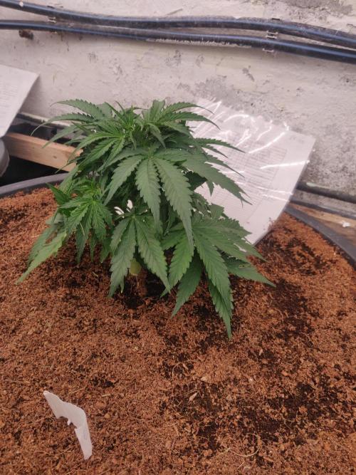 Gaia F1 65 Ltr. Week 3 - 22-12 flowering starts