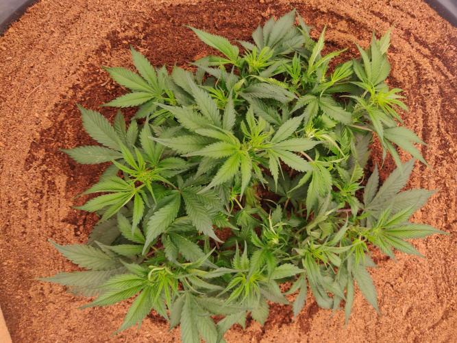 Frostbanger FB 23-11-25. Week 5 - 25-12