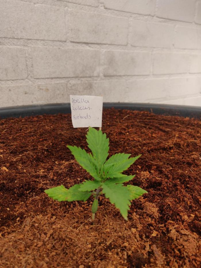 Gorilla cookies FB 19-11-25. Week 1