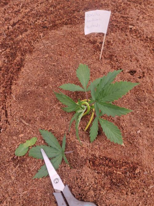 Gorilla cookies FB 19-11-25. Week 2