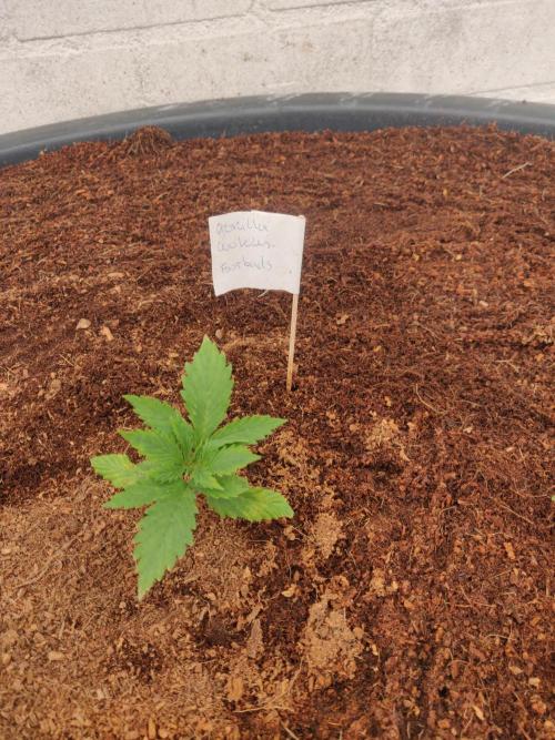 Gorilla cookies FB 19-11-25. Week 2