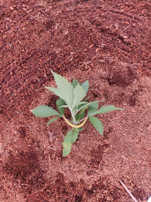 Gorilla cookies FB 19-11-25. Week 2