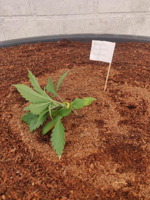 Gorilla cookies FB 19-11-25. Week 2