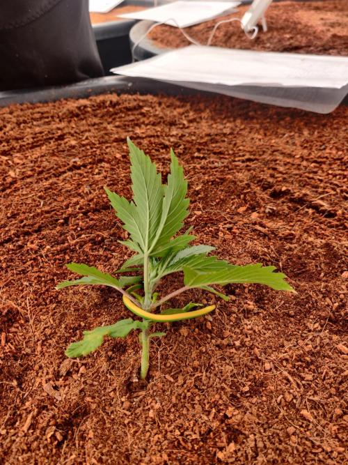 Gorilla cookies FB 19-11-25. Week 2