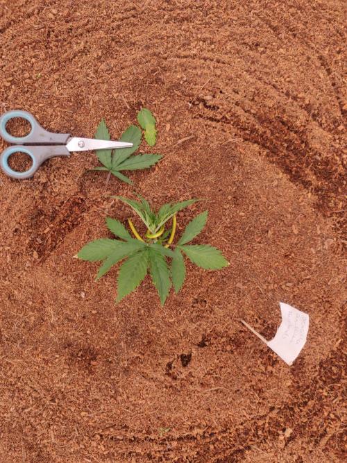 Gorilla cookies FB 19-11-25. Week 2