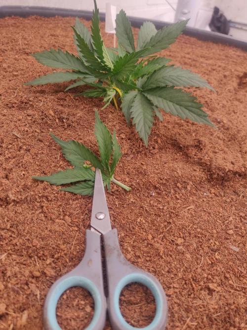 Gorilla cookies FB 19-11-25. Week 2