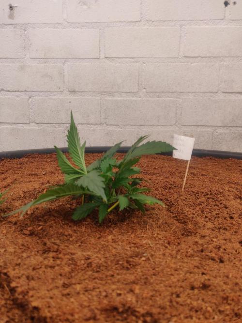 Gorilla cookies FB 19-11-25. Week 2