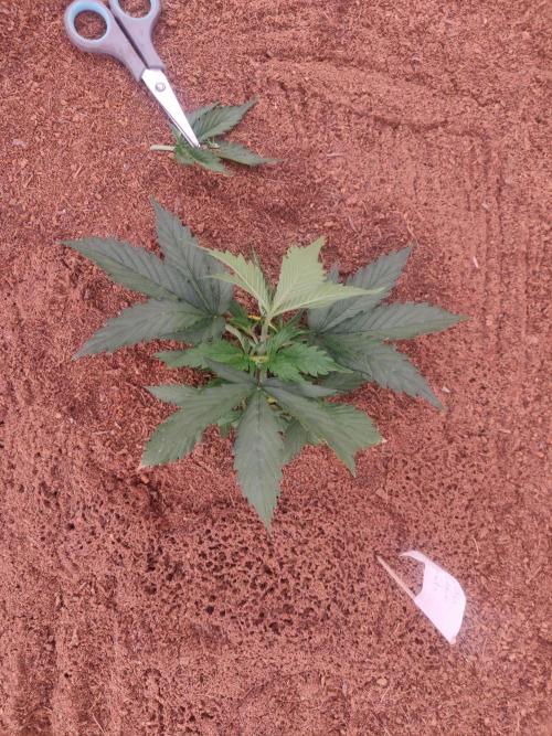 Gorilla cookies FB 19-11-25. Week 2