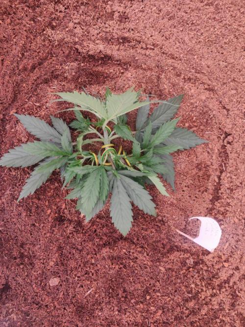 Gorilla cookies FB 19-11-25. Week 3