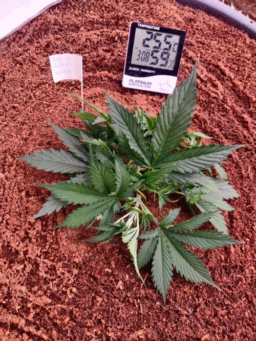 Gorilla cookies FB 19-11-25. Week 3