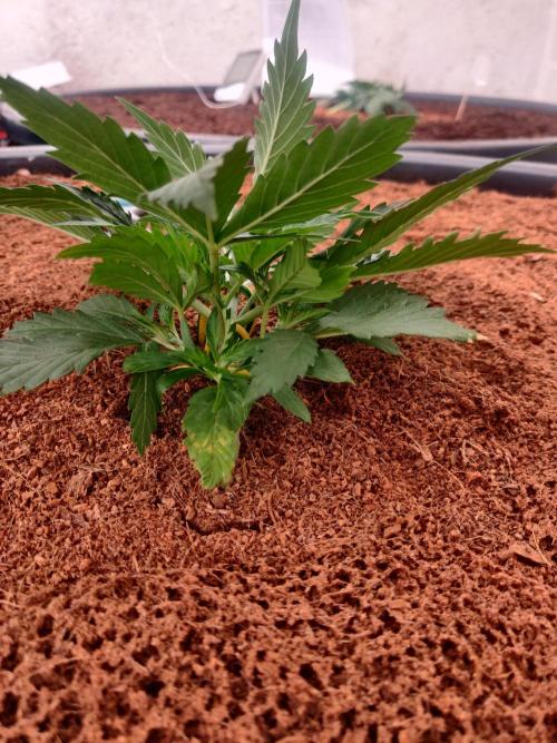 Gorilla cookies FB 19-11-25. Week 3