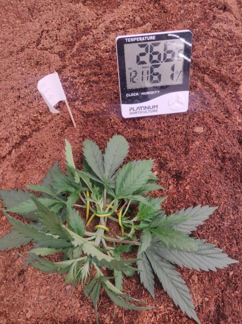 Gorilla cookies FB 19-11-25. Week 3