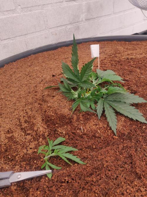 Gorilla cookies FB 19-11-25. Week 3