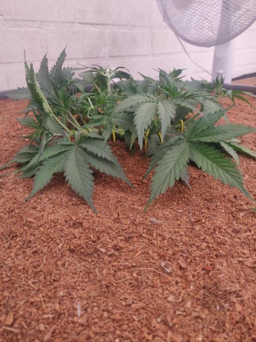 Gorilla cookies FB 19-11-25. Week 4