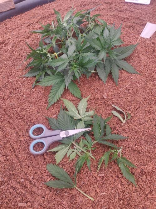 Gorilla cookies FB 19-11-25. Week 4