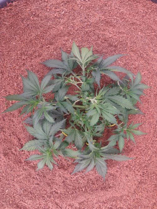 Gorilla cookies FB 19-11-25. Week 4