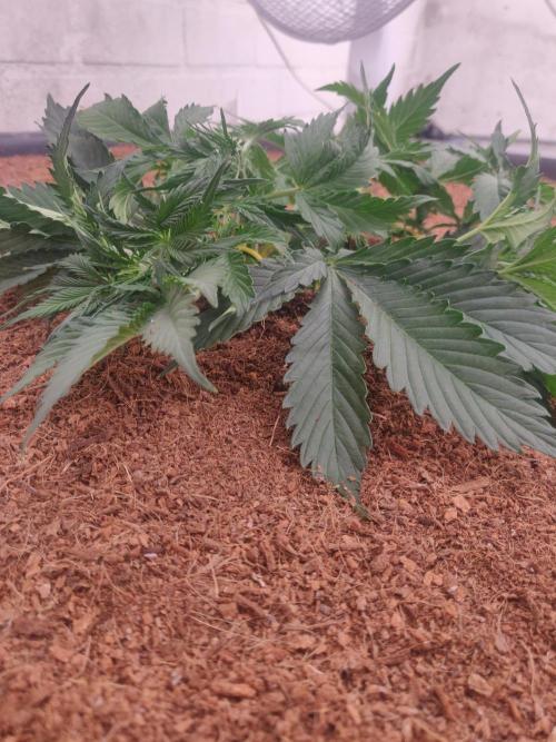 Gorilla cookies FB 19-11-25. Week 4