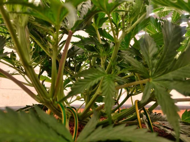 Gorilla cookies FB 19-11-25. Week 4