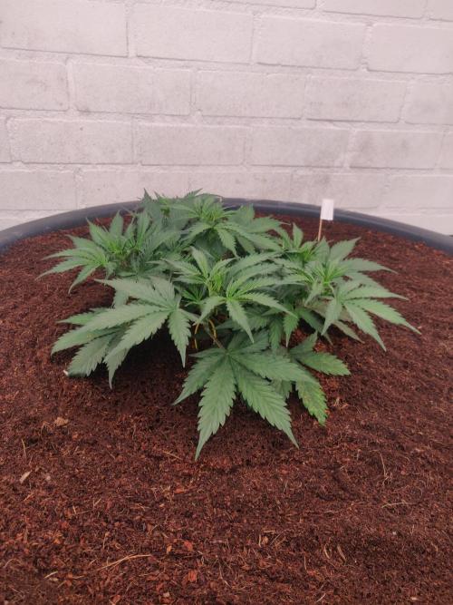 Gorilla cookies FB 19-11-25. Week 4