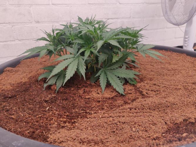 Gorilla cookies FB 19-11-25. Week 4