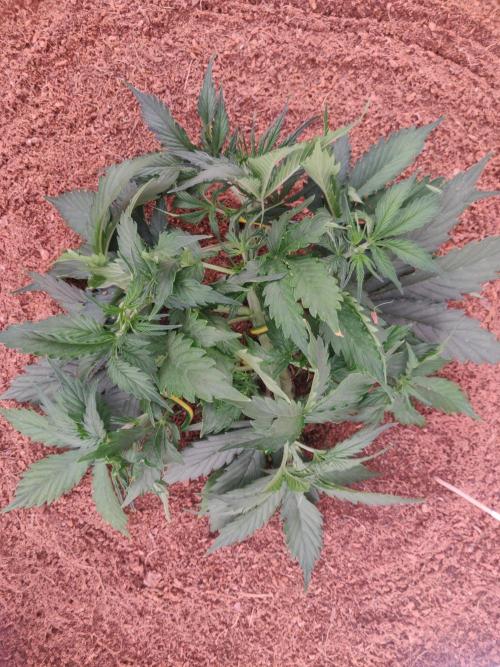 Gorilla cookies FB 19-11-25. Week 4