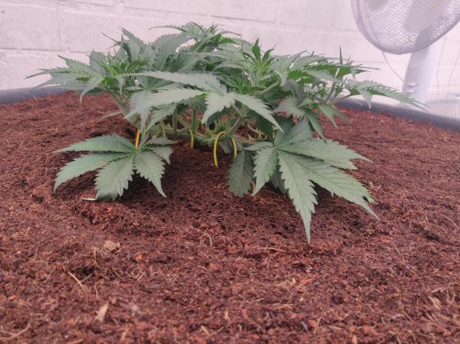 Gorilla cookies FB 19-11-25. Week 4