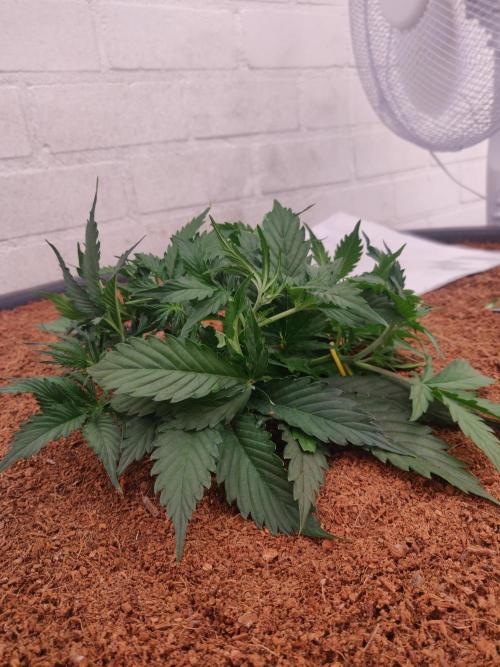 Gorilla cookies FB 19-11-25. Week 4