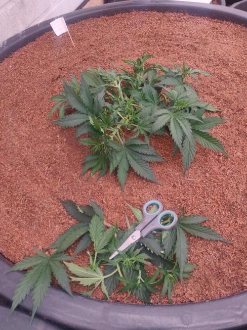 Gorilla cookies FB 19-11-25. Week 4